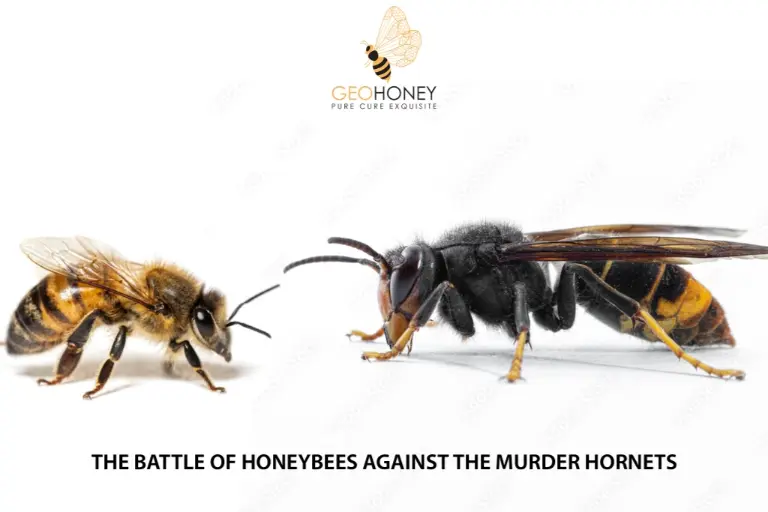 The Battle of the Honeybees Against the Murder Hornets